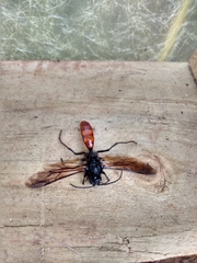 Elaphroptera scoliaeformis
