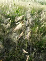 Bouteloua megapotamica