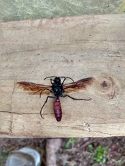 Elaphroptera scoliaeformis