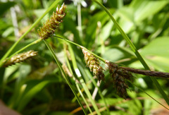 Carex ochrosaccus