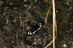 Heliconius cydno cydnides