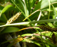 Carex ochrosaccus