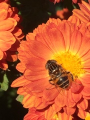Eristalinus quinquestriatus