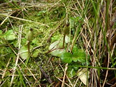 Corybas orbiculatus