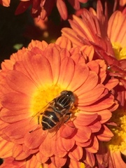 Eristalinus quinquestriatus