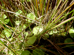 Corybas orbiculatus