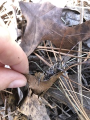 Monochamus titillator