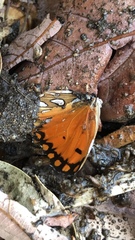 Dione vanillae