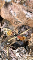 Dione vanillae