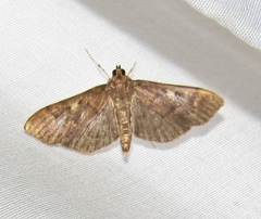 Herpetogramma sphingealis