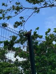 Streptopelia decaocto