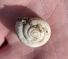 Sonorelix borregoensis