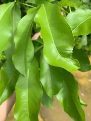 Melicoccus bijugatus