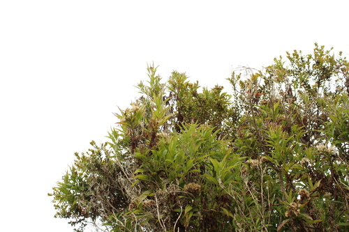 Chromolaena perglabra (Chromolaena perglabra)