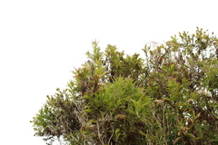 Chromolaena perglabra