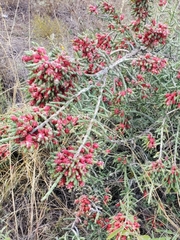 Cylindropuntia leptocaulis