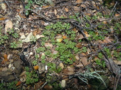 Hydrocotyle dissecta