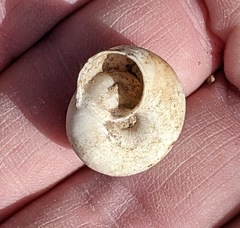 Sonorelix borregoensis