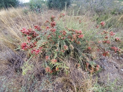Cylindropuntia leptocaulis