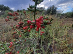 Cylindropuntia leptocaulis