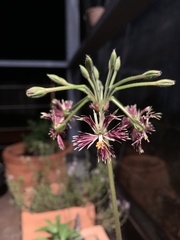 Pelargonium bowkeri