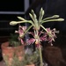 Pelargonium bowkeri - Photo (c) afromomum, algunos derechos reservados (CC BY-NC)