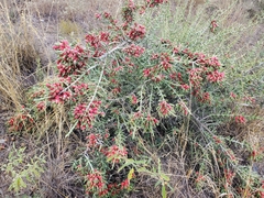 Cylindropuntia leptocaulis