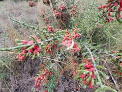 Cylindropuntia leptocaulis