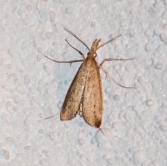 Donacaula maximellus