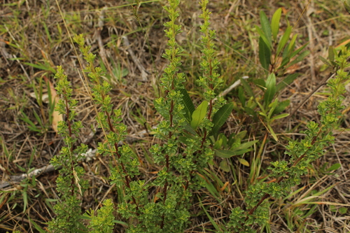 Image of Baccharis tricuneata by (c) Andrés Ramírez-Barrera, some rights reserved (CC BY)