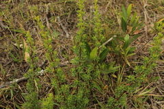 Baccharis tricuneata