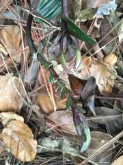 Psilochilus macrophyllus