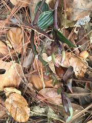 Psilochilus macrophyllus