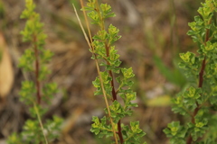 Baccharis tricuneata