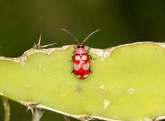 Omophoita sexnotata