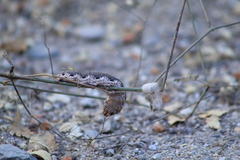 Proserpinus terlooii