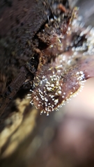 Sphaerostilbella aurifila