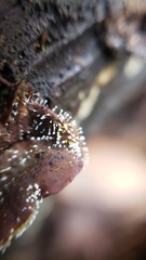 Sphaerostilbella aurifila