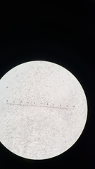 Sphaerostilbella aurifila