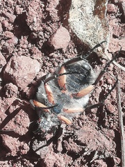 Ischnoscelis hoepfneri