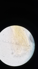 Sphaerostilbella aurifila