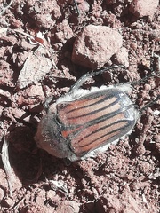 Ischnoscelis hoepfneri