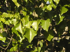 Barklya syringifolia