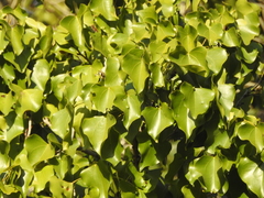 Barklya syringifolia