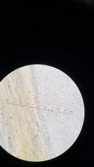 Sphaerostilbella aurifila