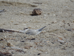 Sternula antillarum browni