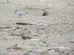 Sternula antillarum browni