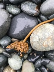 Lessoniaceae