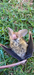 Nyctophilus geoffroyi