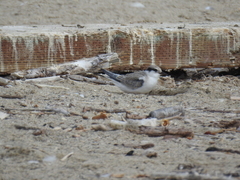 Sternula antillarum browni